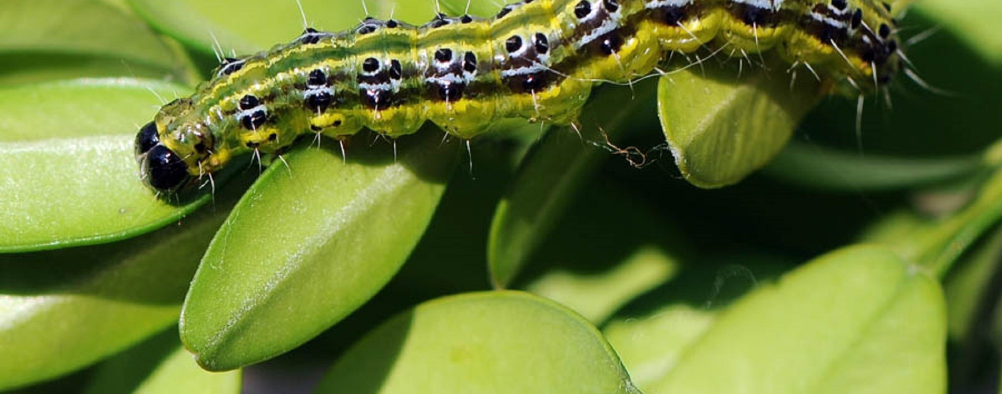 Box Tree Moth